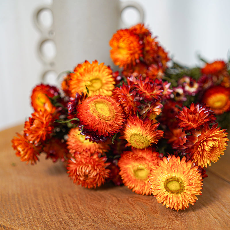 Botte Helichrysum orange