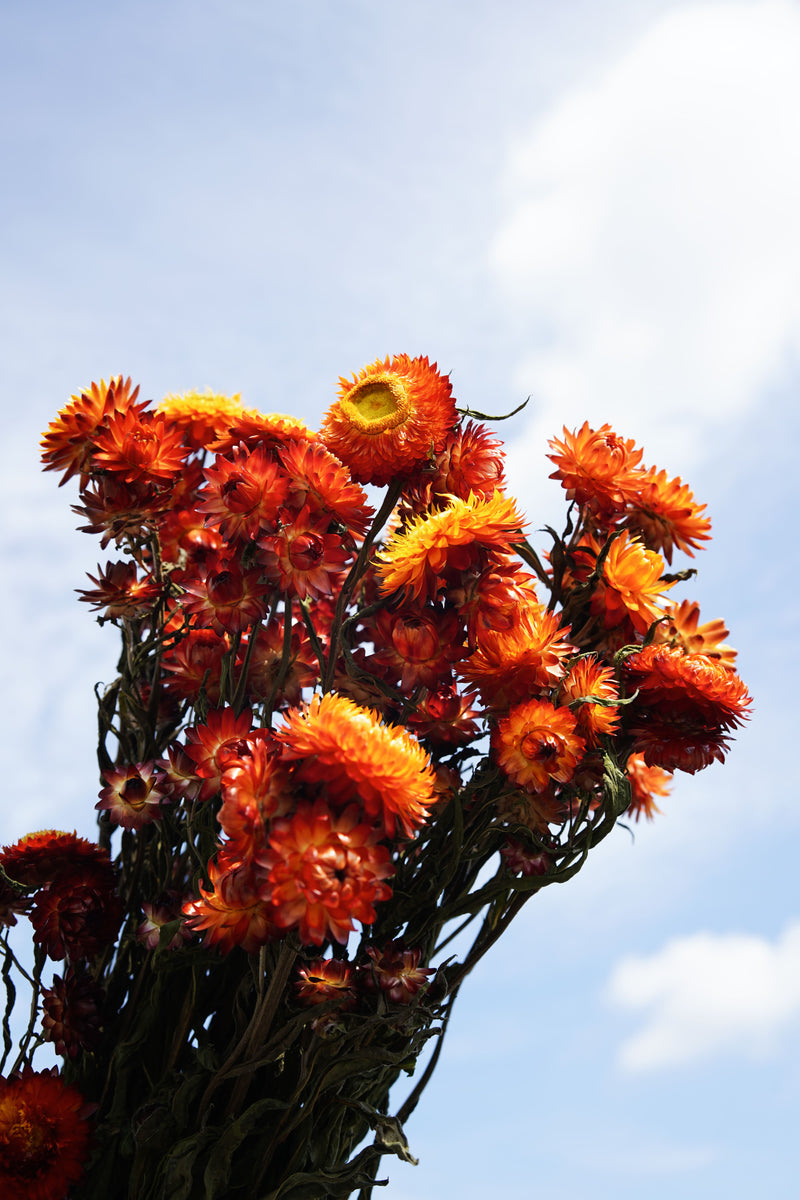 Botte Helichrysum orange