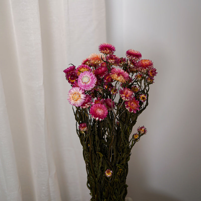 Botte Helichrysum camaïeu de roses
