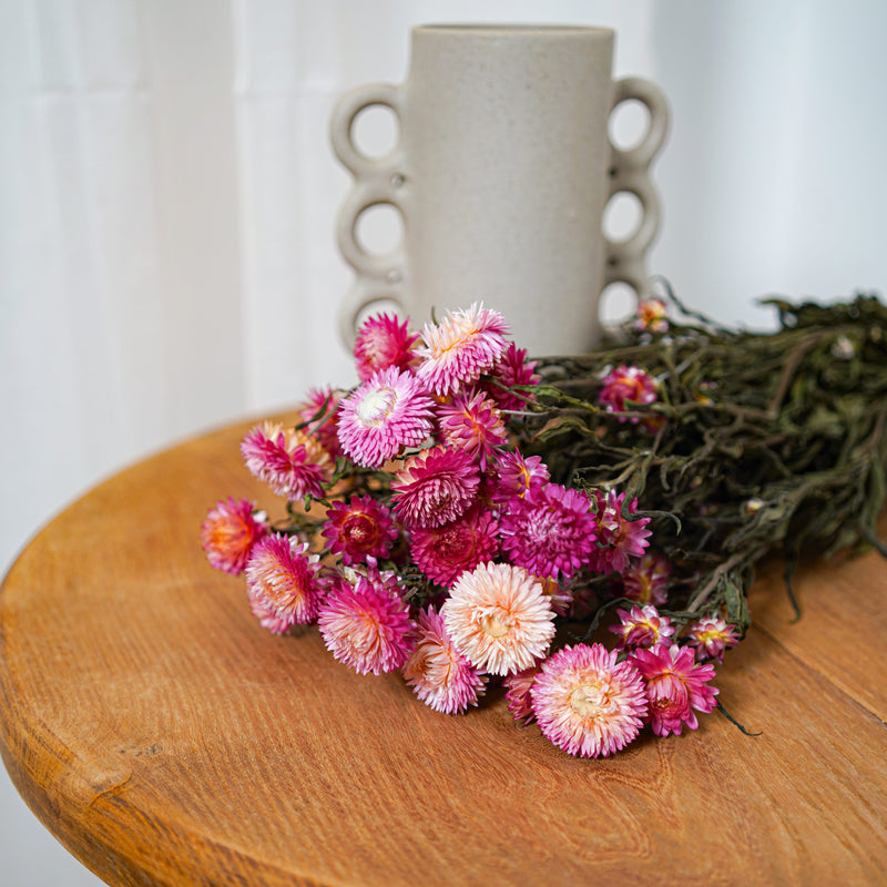 Botte Helichrysum camaïeu de roses