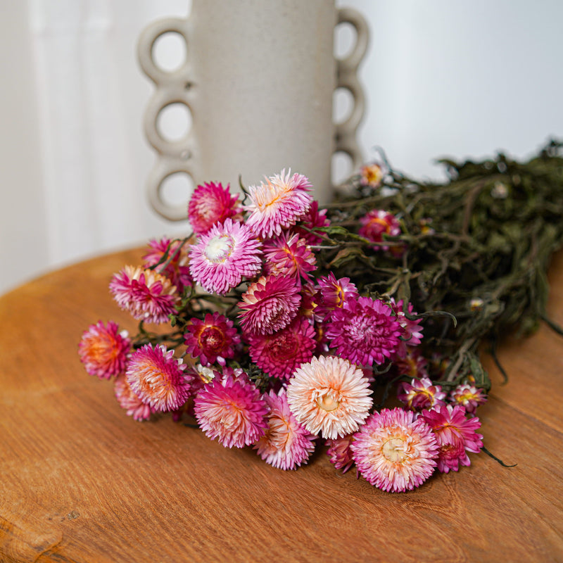 Botte Helichrysum camaïeu de roses