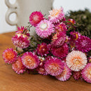 Botte Helichrysum camaïeu de roses
