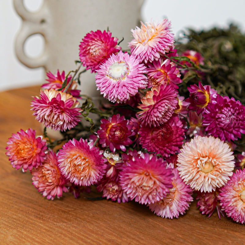 Botte Helichrysum camaïeu de roses