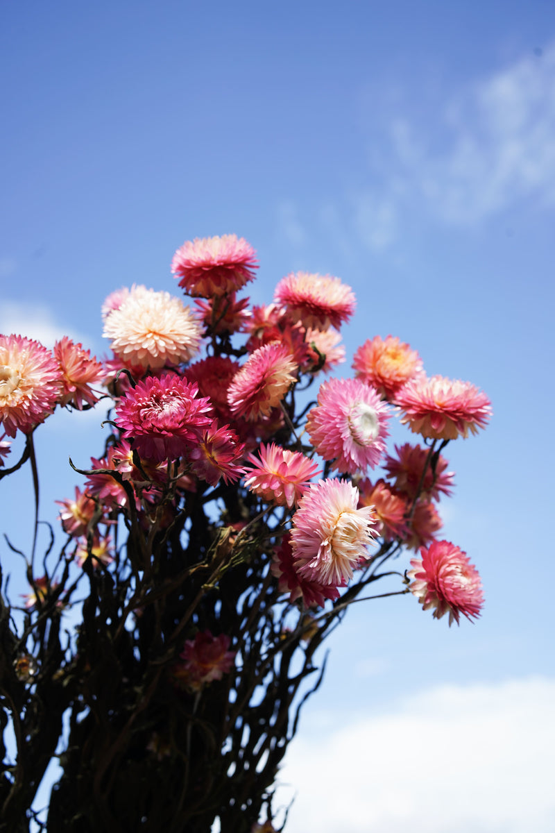 Botte Helichrysum camaïeu de roses