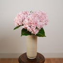 Hortensia rose clair