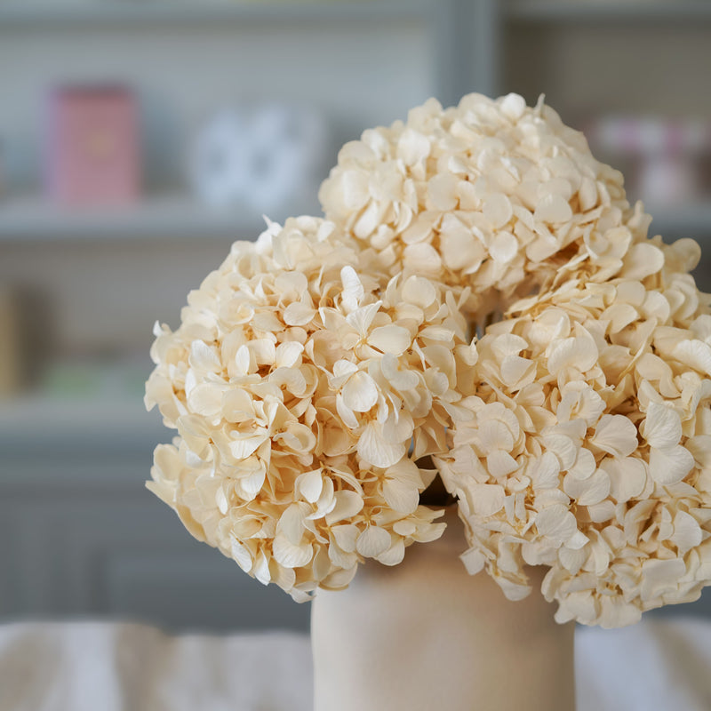 Hortensia blanc stabilisé