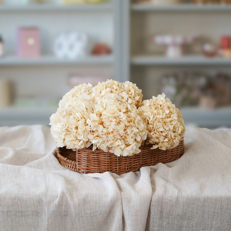 Hortensia blanc stabilisé