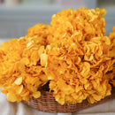 Hortensia jaune moutarde