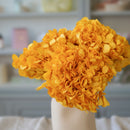 Hortensia jaune moutarde