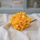 Hortensia jaune moutarde