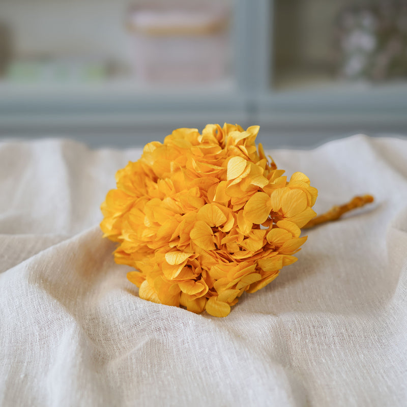 Hortensia jaune moutarde