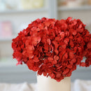 Hortensia rouge stabilisé