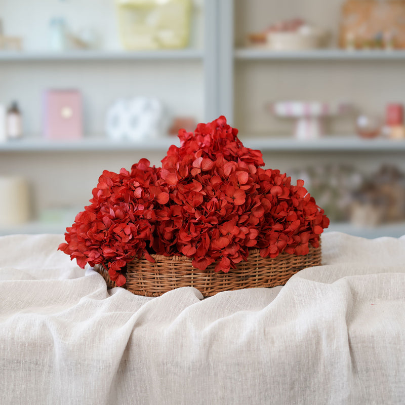 Hortensia rouge stabilisé
