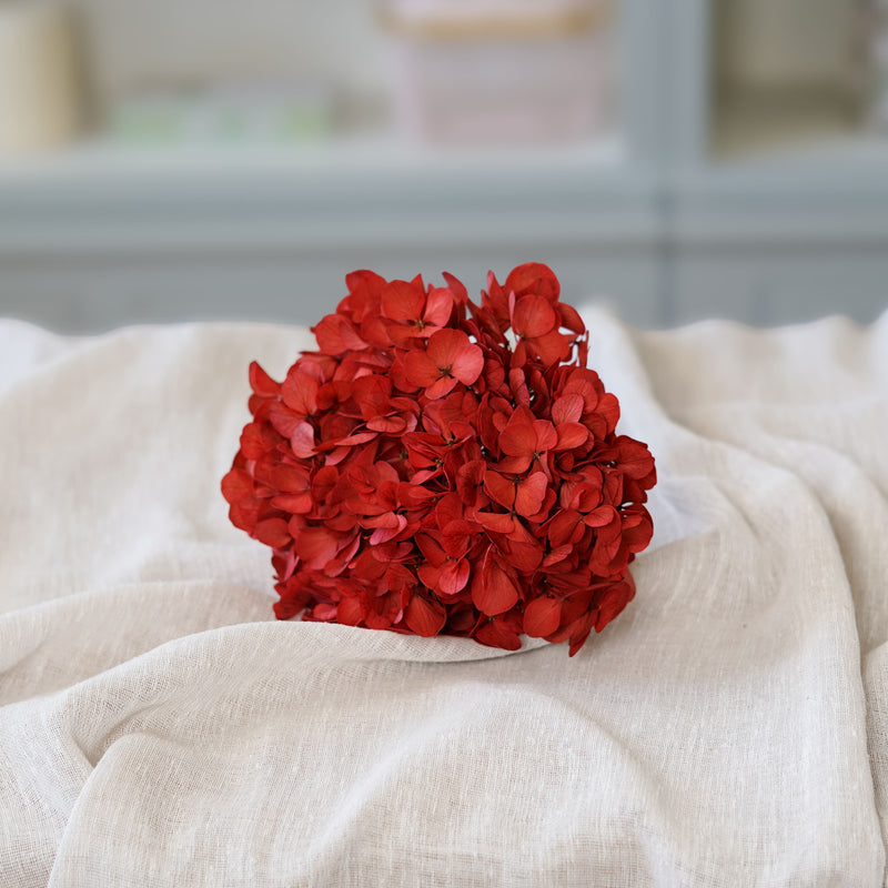 Hortensia rouge stabilisé