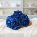 Hortensia bleu stabilisé