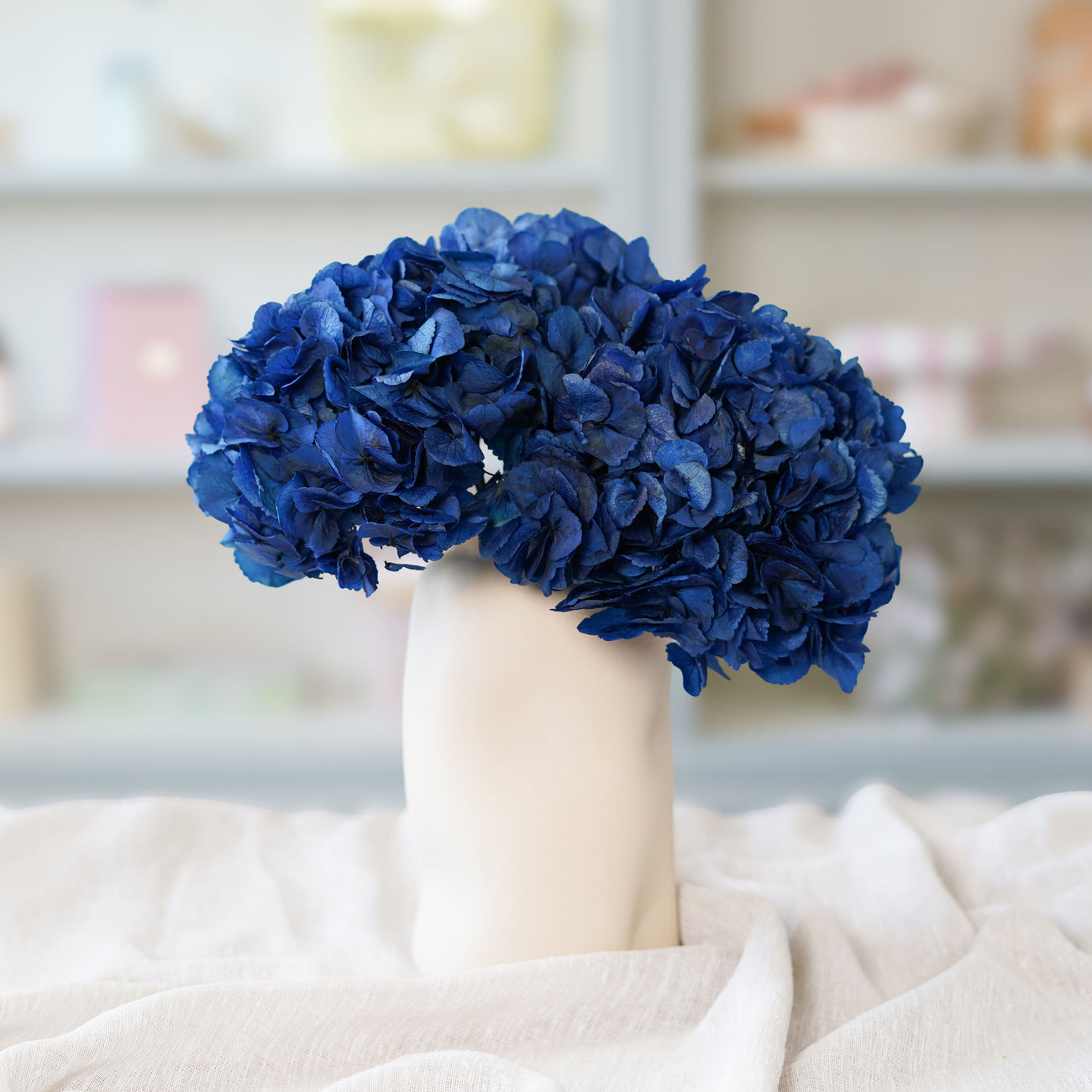 Hortensia bleu stabilisé