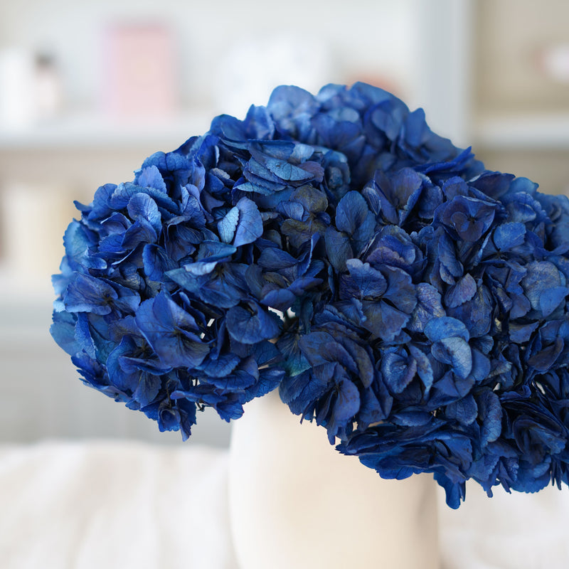 Hortensia bleu stabilisé