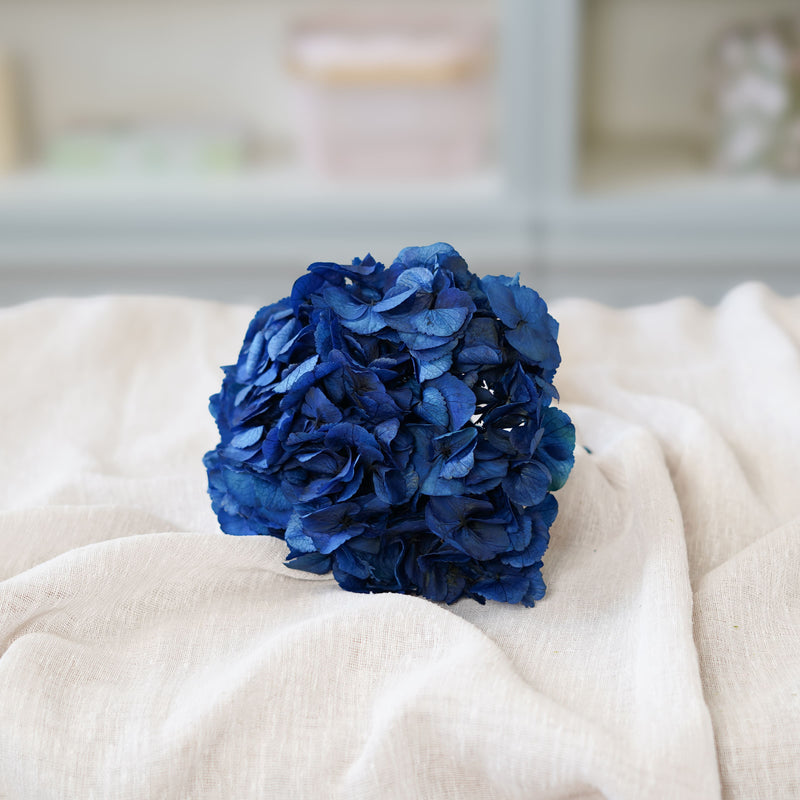 Hortensia bleu stabilisé