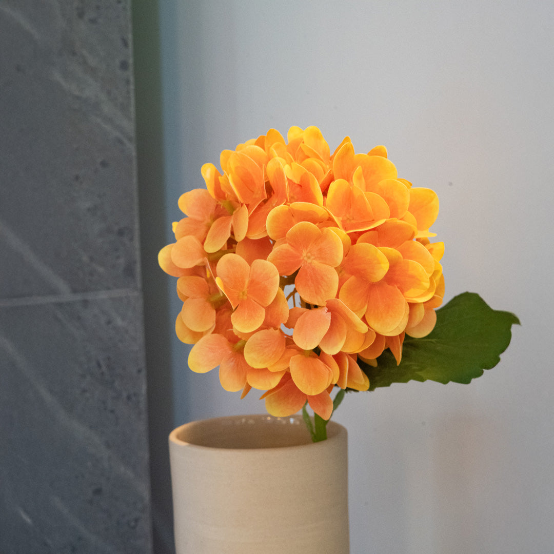 Hortensia orange