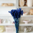 Lagurus bleu