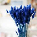 Lagurus bleu
