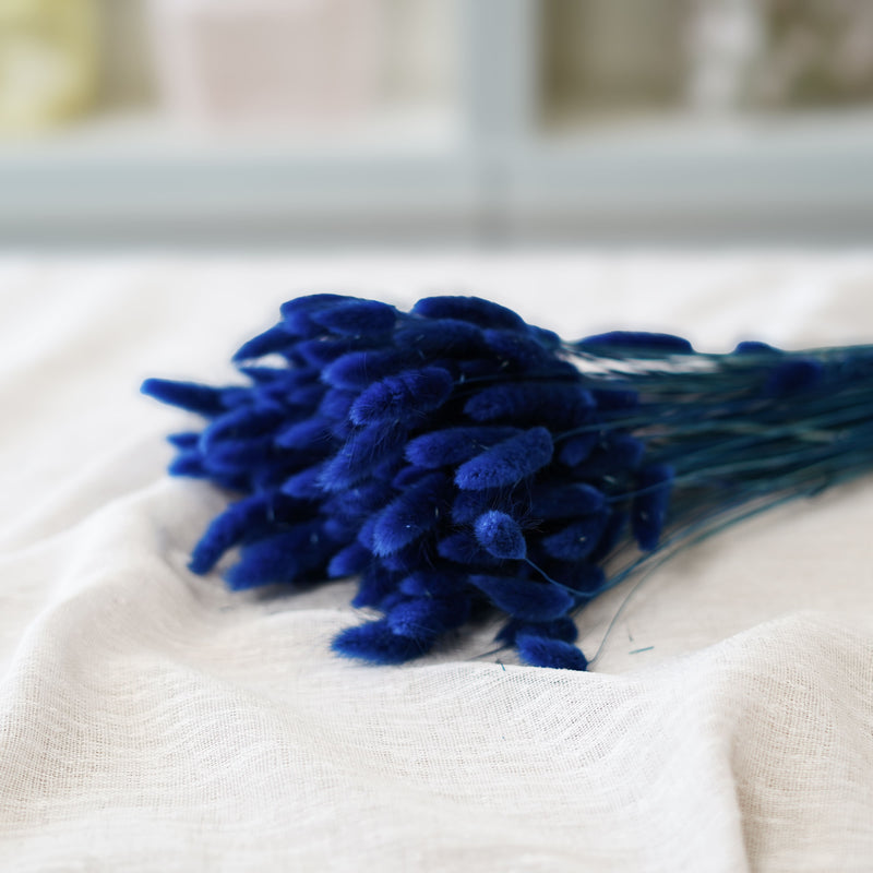 Lagurus bleu