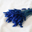 Lagurus bleu