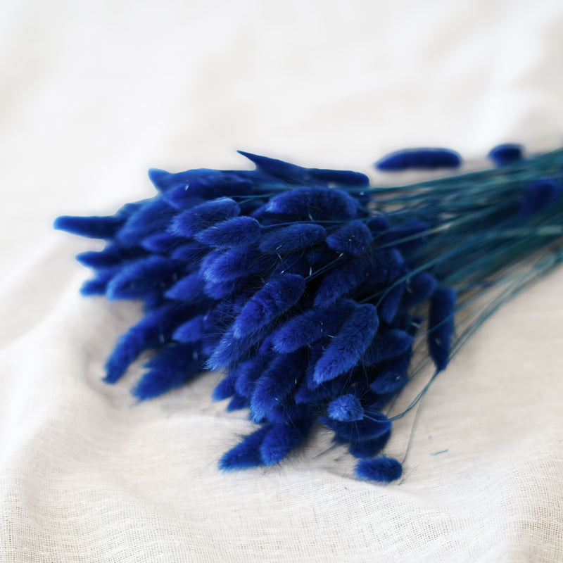 Lagurus bleu