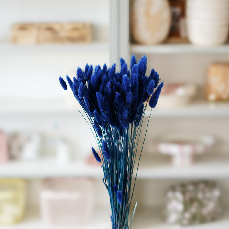 Lagurus bleu