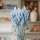 Lagurus bleu pastel