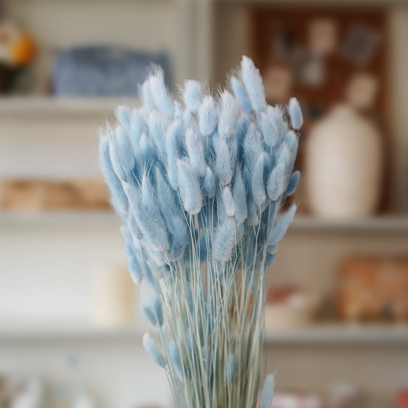 Lagurus bleu pastel