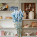 Lagurus bleu pastel