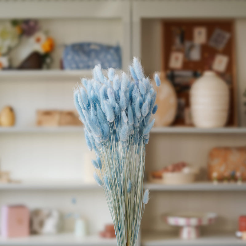 Lagurus bleu pastel