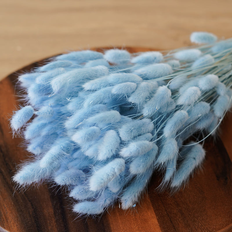 Lagurus bleu pastel
