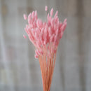 Lagurus rose