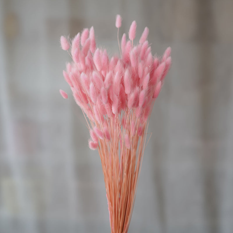 Lagurus rose