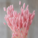 Lagurus rose
