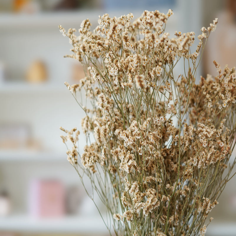 Limonium blanc