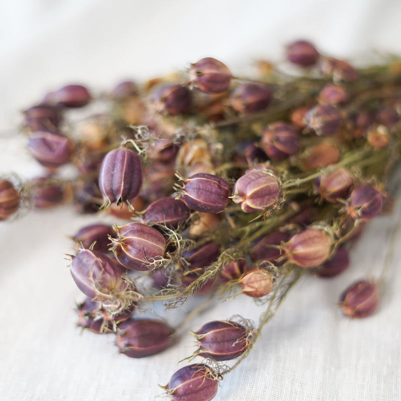 Botte de nigelle de Damas séchée Flowrette - photo 4