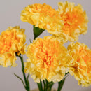 Oeillet jaune artificiel présenté dans un vase décoratif - Flowrette