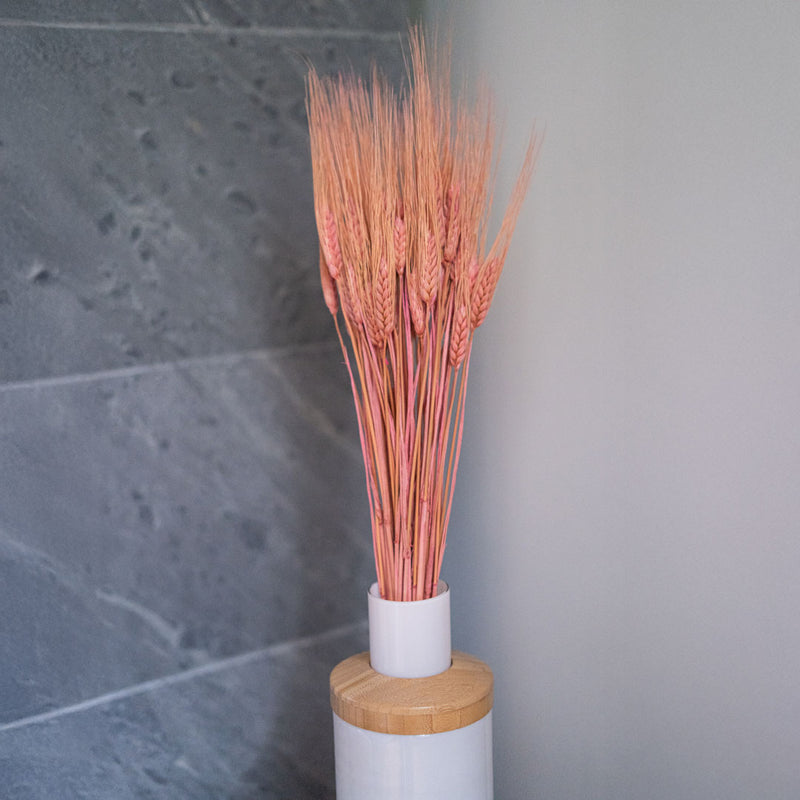 Orge rose séchée, détail des épis aux reflets rosés délicats - Flowrette