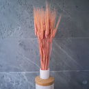 Orge rose, vue d'ensemble de la botte de fleurs séchées - Flowrette