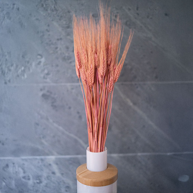 Orge rose, vue d'ensemble de la botte de fleurs séchées - Flowrette