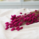 Phalaris fushia