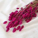 Phalaris fushia