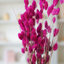Phalaris fushia