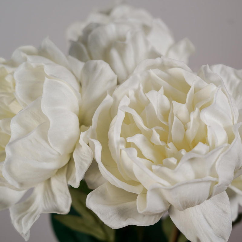 Pivoine blanche, vue rapprochée textures délicates - Flowrette