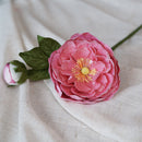 Pivoine rose foncé