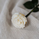 Rose blanche ivoire stabilisée