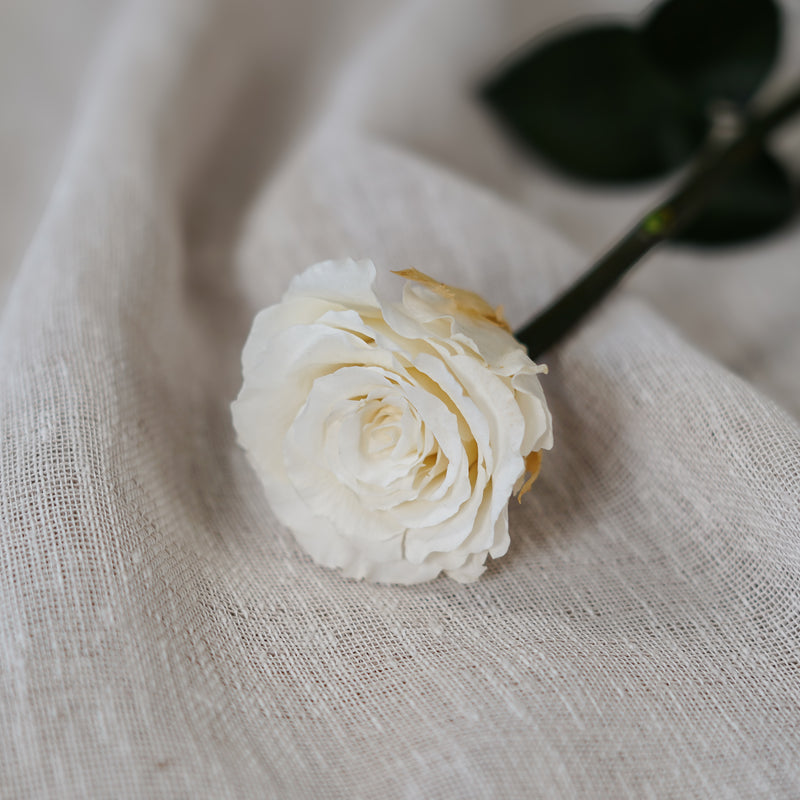 Rose blanche ivoire stabilisée